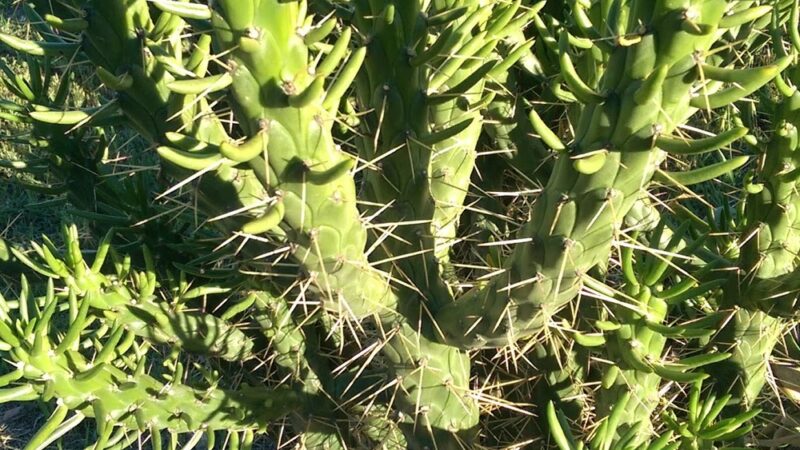 Glasgow Park - Hawthorne, CA