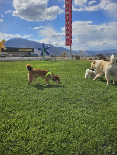 Dog park - Hawthorne, NV