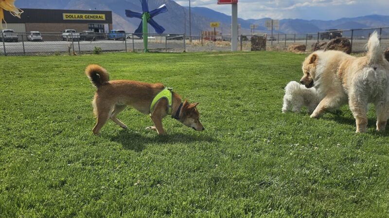 Dog park - Hawthorne, NV