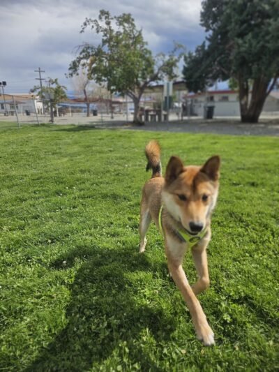 Dog park - Hawthorne, NV