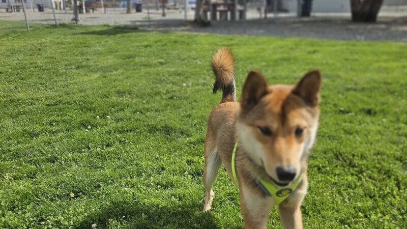 Dog park - Hawthorne, NV