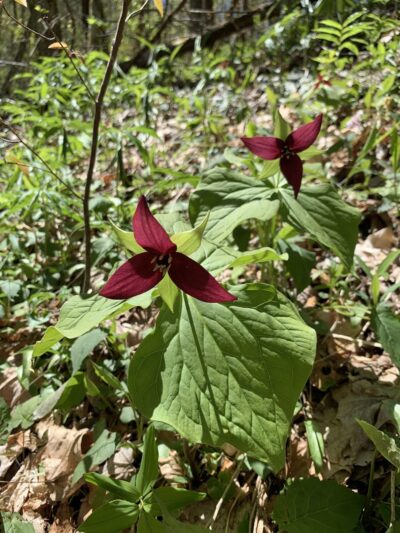 Chunky Gal Trail - Hayesville, NC
