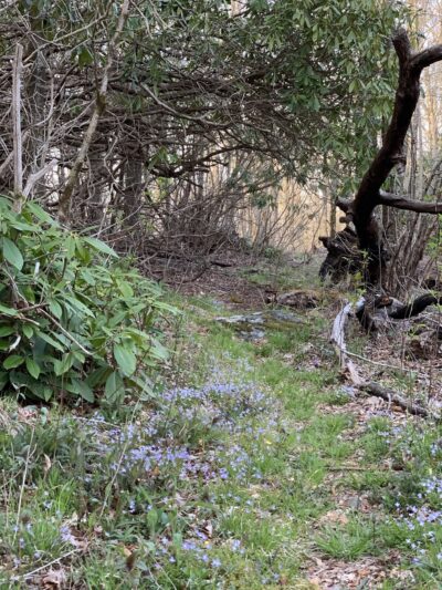Chunky Gal Trail - Hayesville, NC