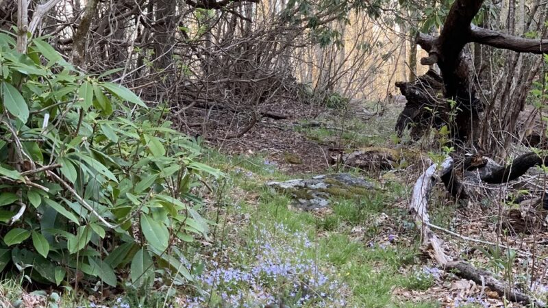 Chunky Gal Trail - Hayesville, NC