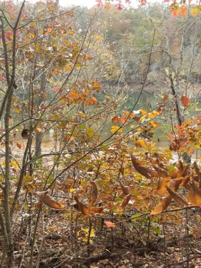 Jack Rabbit Trailhead - Hayesville, NC
