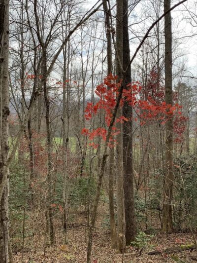 Jack Rabbit Trailhead - Hayesville, NC