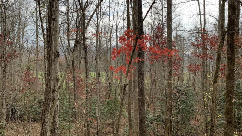 Jack Rabbit Trailhead - Hayesville, NC
