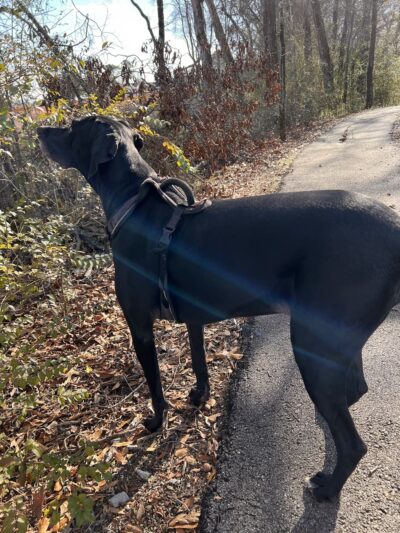 Trojan Trail Greenway - Hazel Green, AL