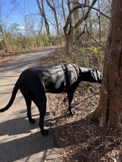 Trojan Trail Greenway - Hazel Green, AL