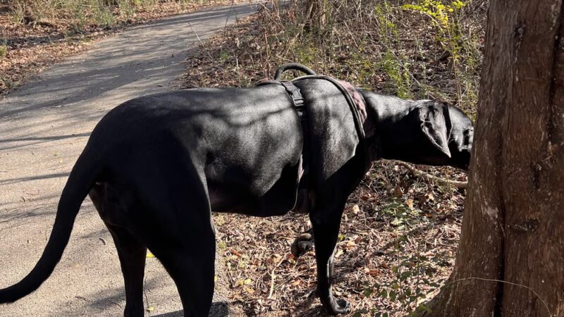 Trojan Trail Greenway - Hazel Green, AL