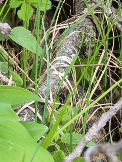 Hardscrabble Prairie State Natural Area - Hazel Green, WI