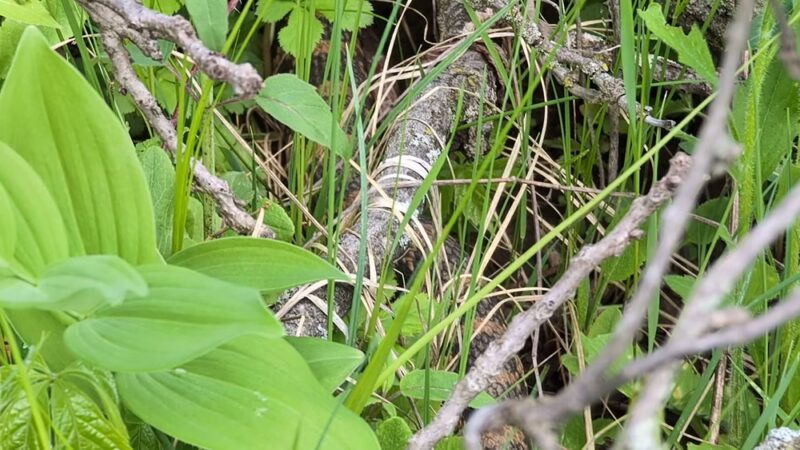 Hardscrabble Prairie State Natural Area - Hazel Green, WI
