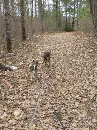 McNaughton Lake Hiking Trail - Hazelhurst, WI