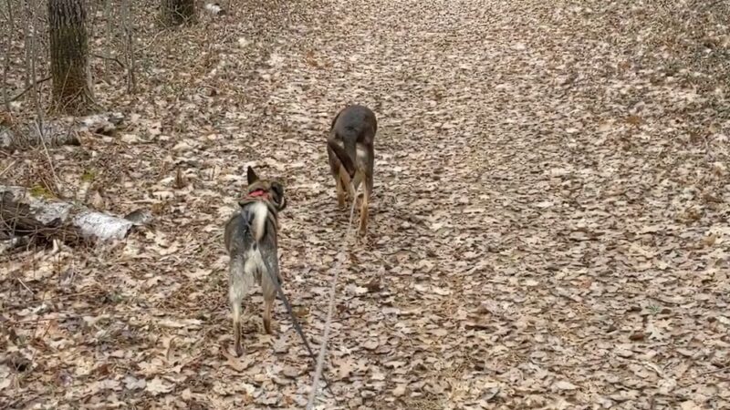 McNaughton Lake Hiking Trail - Hazelhurst, WI