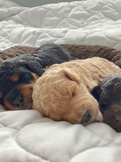 Heartland Family Paws - ,