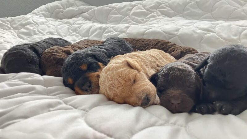 Heartland Family Paws - ,