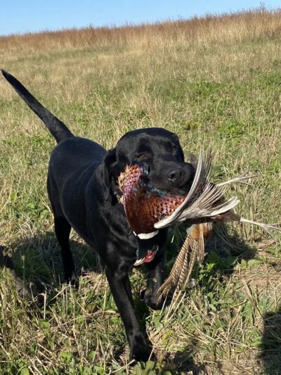 Heartland Family Paws - ,