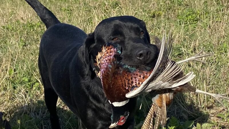 Heartland Family Paws - ,