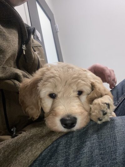 Heartland Family Paws - ,