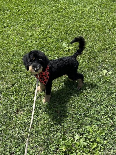 Heartland Family Paws - ,