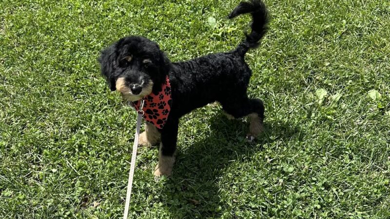 Heartland Family Paws - ,