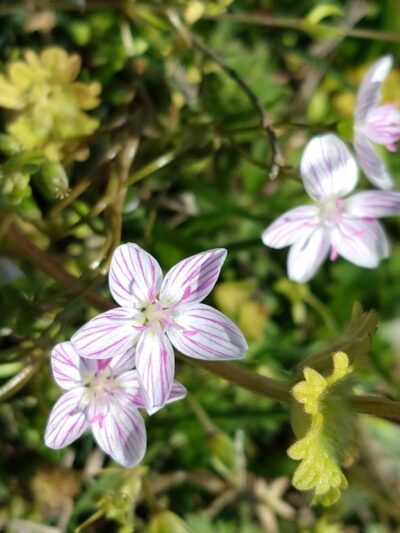 Heavener Blues Park - Heavener, OK
