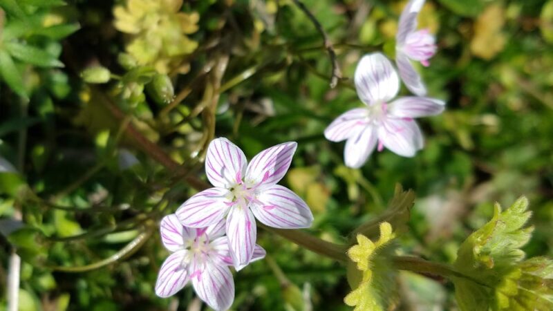 Heavener Blues Park - Heavener, OK