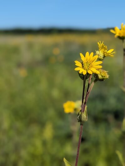 Winding Creek Conservation Area - Hebron, IL