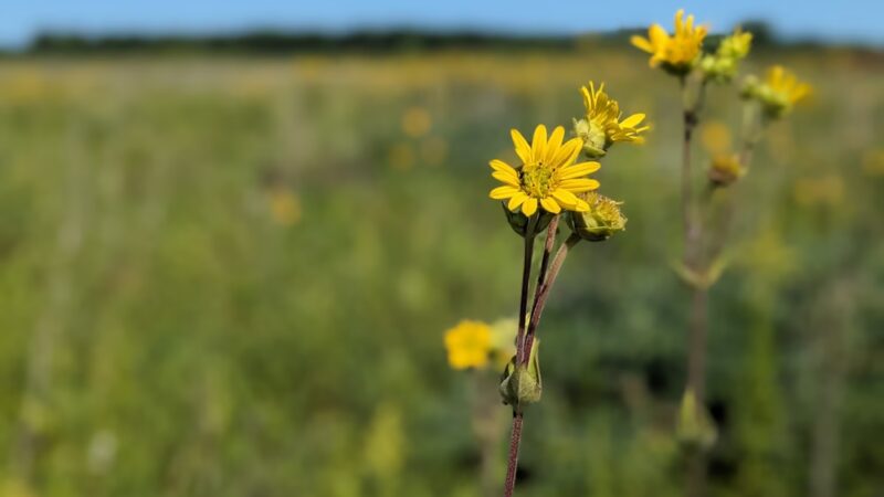 Winding Creek Conservation Area - Hebron, IL