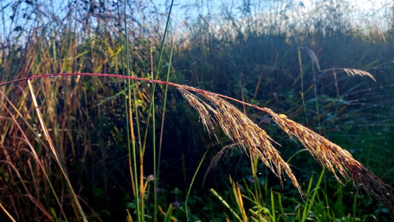 Winding Creek Conservation Area - Hebron, IL