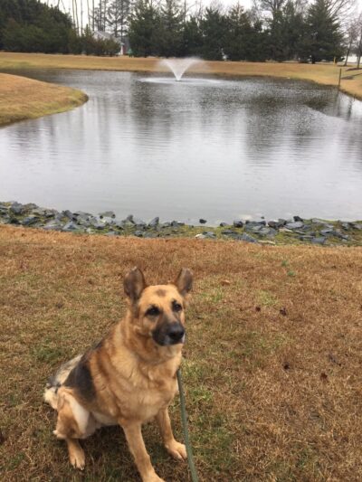 Salisbury Dog Walker - Hebron, MD