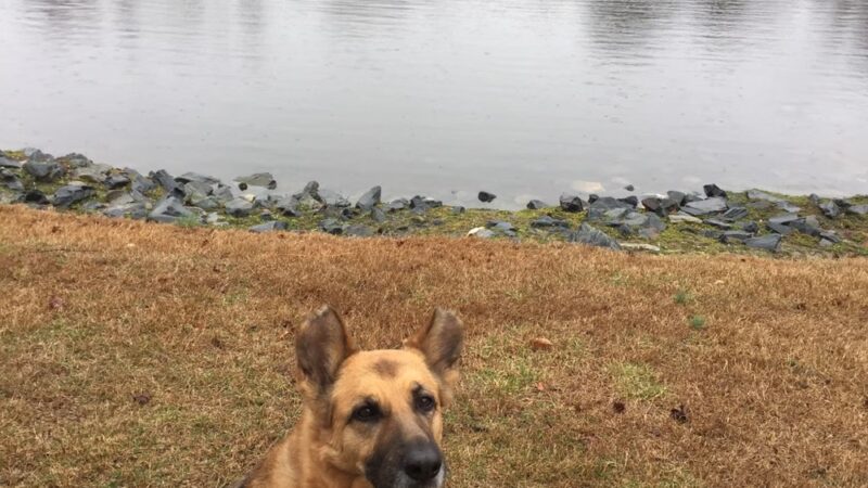 Salisbury Dog Walker - Hebron, MD