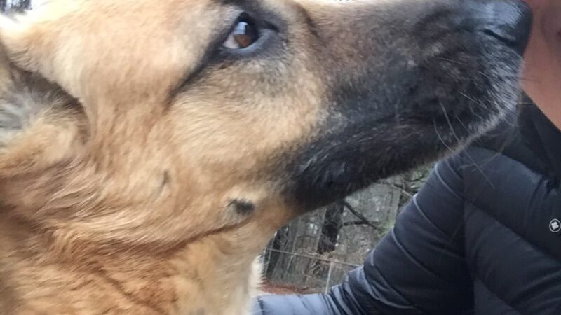 Salisbury Dog Walker - Hebron, MD