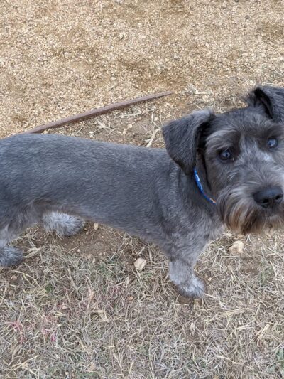 Braunridge Off Leash Dog Park - Helotes, TX