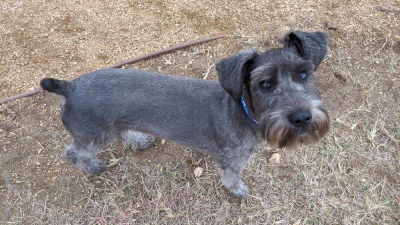 Braunridge Off Leash Dog Park - Helotes, TX