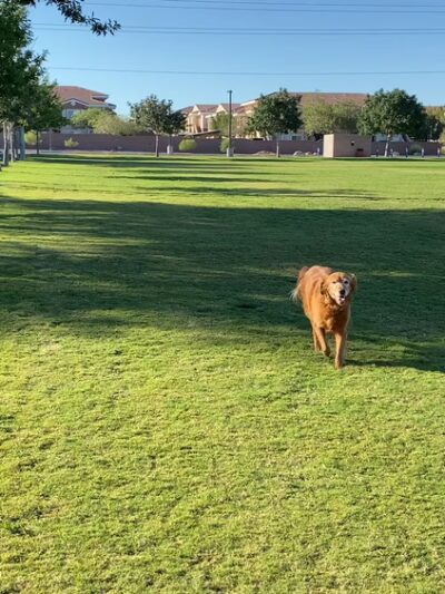 Horizon Crest Park - Henderson, NV