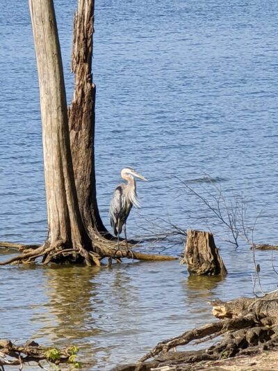 Kerr Lake State Recreation Area - Henderson, NC