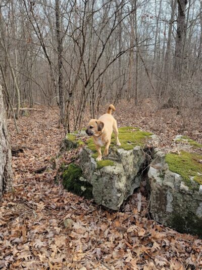 Browns Hill Preserve - Henryville, PA