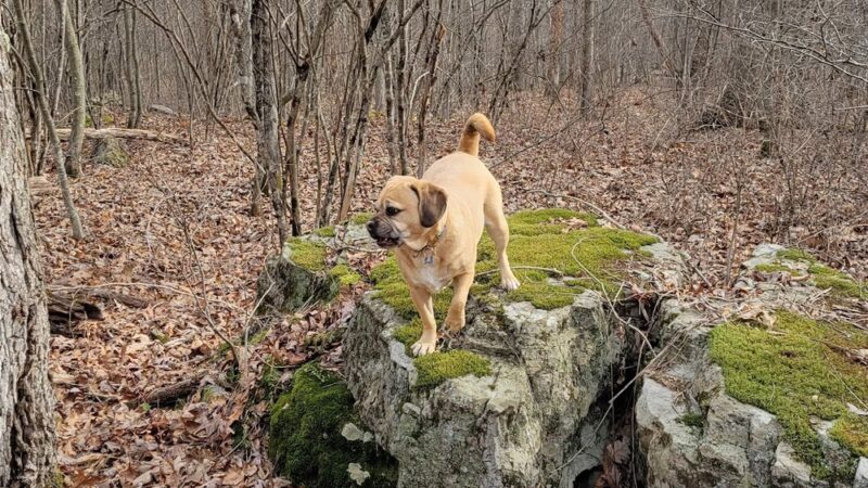 Browns Hill Preserve - Henryville, PA