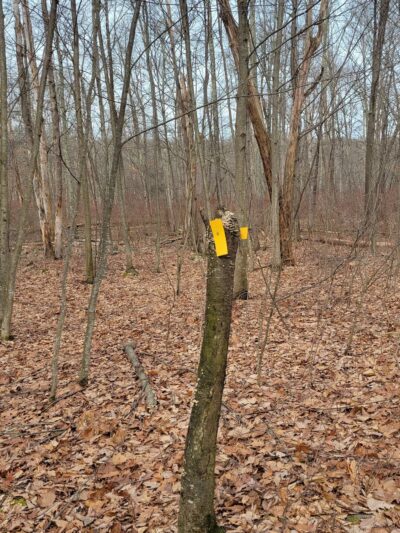 Browns Hill Preserve - Henryville, PA