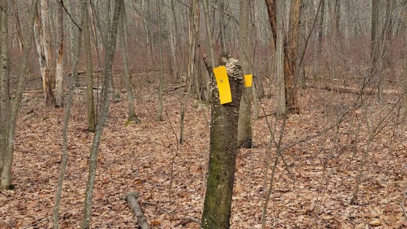 Browns Hill Preserve - Henryville, PA