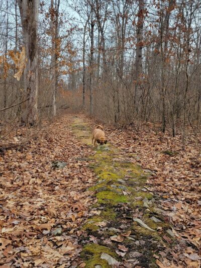 Browns Hill Preserve - Henryville, PA