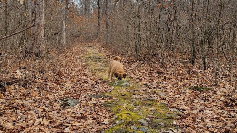 Browns Hill Preserve - Henryville, PA