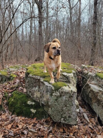 Browns Hill Preserve - Henryville, PA