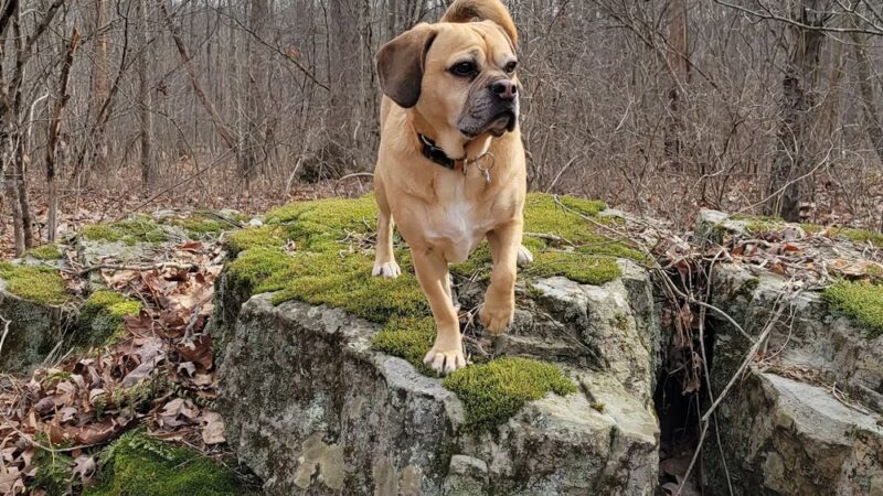 Browns Hill Preserve - Henryville, PA