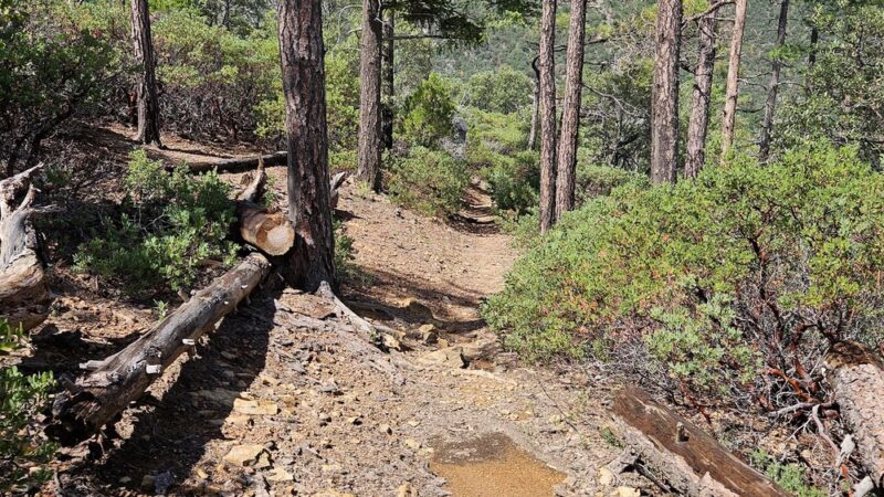 Comfort Spring Trailhead - Hereford, AZ