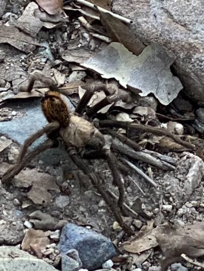 Miller Canyon FS Trail - Hereford, AZ