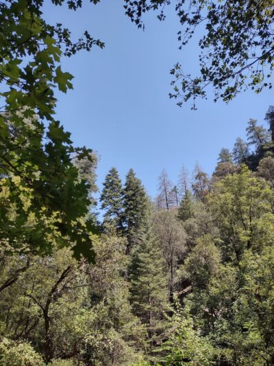 Miller Canyon FS Trail - Hereford, AZ