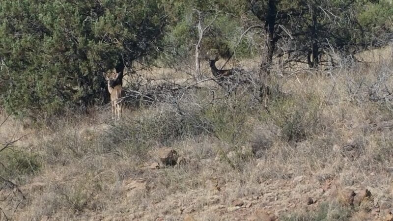 Miller Canyon Recreation Area - Hereford, AZ