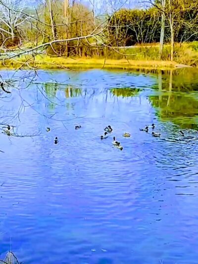 Crabapple Park & Pool - Herminie, PA